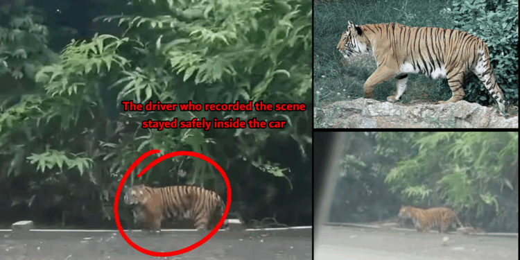 Wild Tiger Calmly Walks Beside Cameron Highlands Road, Shocking Drivers Passing Through the Area