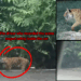 Wild Tiger Calmly Walks Beside Cameron Highlands Road, Shocking Drivers Passing Through the Area