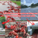 Millions of Red Crabs Paint Christmas Island Roads in a Sea of Scarlet