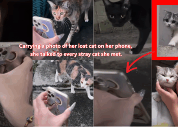 Woman Finds Missing Cat After Asking Stray Cats for Help in Her Neighborhood