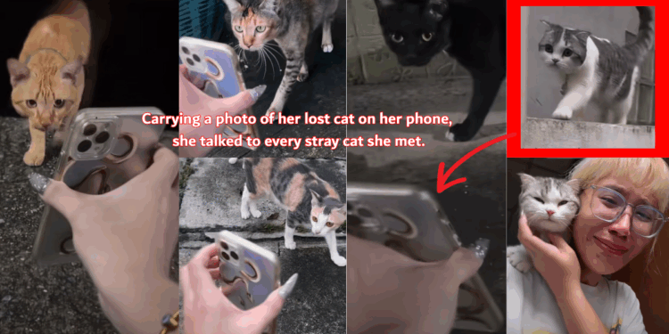 Woman Finds Missing Cat After Asking Stray Cats for Help in Her Neighborhood