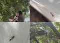 Man Dies from Ant Bite While Pruning Trees in Garden