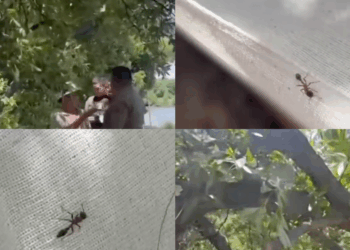 Man Dies from Ant Bite While Pruning Trees in Garden