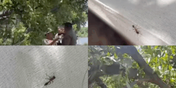 Man Dies from Ant Bite While Pruning Trees in Garden