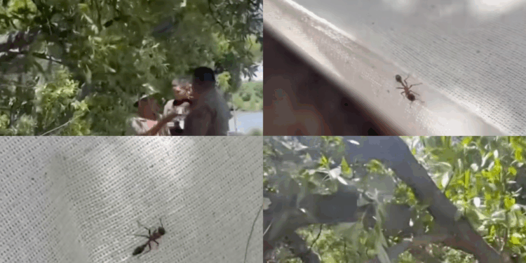 Man Dies from Ant Bite While Pruning Trees in Garden