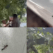 Man Dies from Ant Bite While Pruning Trees in Garden