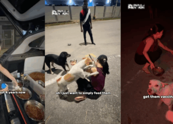 Woman Feeds More Than 80 Stray Dogs Every Day, Making Food in Her Car