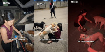 Woman Feeds More Than 80 Stray Dogs Every Day, Making Food in Her Car