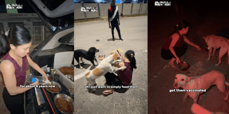 Woman Feeds More Than 80 Stray Dogs Every Day, Making Food in Her Car