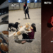 Woman Feeds More Than 80 Stray Dogs Every Day, Making Food in Her Car