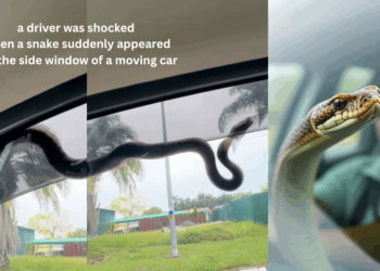 Snake Suddenly Appears on Car Window, Leaving Shocked Driver Frozen in Fear