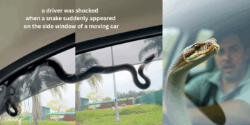 Snake Suddenly Appears on Car Window, Leaving Shocked Driver Frozen in Fear