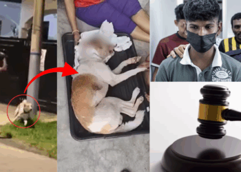 Man Fined Around S$6,100 for Beating Sister’s Dog to Death With Iron Rod