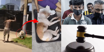 Man Fined Around S$6,100 for Beating Sister’s Dog to Death With Iron Rod