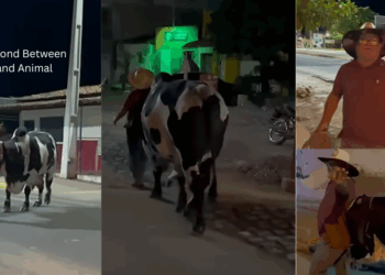 Loyal Bull Safely Walks Drunk Owner Back Home in Touching Viral Street Moment