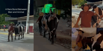 Loyal Bull Safely Walks Drunk Owner Back Home in Touching Viral Street Moment