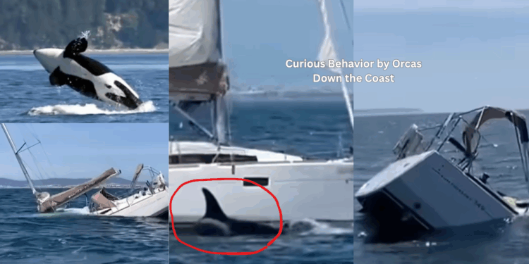 Iberian Orcas Ram, Sink Tourist Yacht Off Portugal in Unsettling Sea Encounter