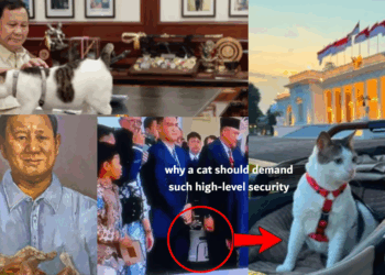 Indonesia’s Presidential Cat Receives VIP Treatment Others Can Only Dream Of