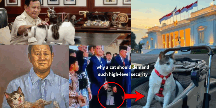 Indonesia’s Presidential Cat Receives VIP Treatment Others Can Only Dream Of