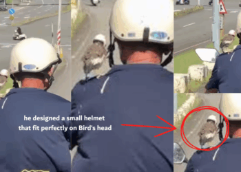 Man Rides Motorbike With Pet Bird Wearing a Cute Little Helmet