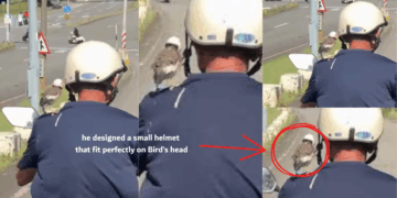 Man Rides Motorbike With Pet Bird Wearing a Cute Little Helmet