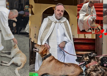 ‘I didn’t rescue them, I was rescued by them,’ Priest Brings Stray Dogs to Mass for Adoption