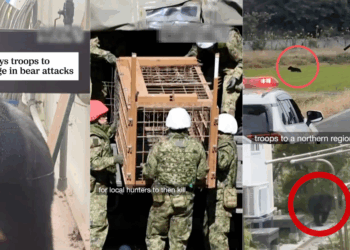 Over 100 Bear Attacks, 12 Deaths So Far: Japan Deploys Military To Prevent Attacks