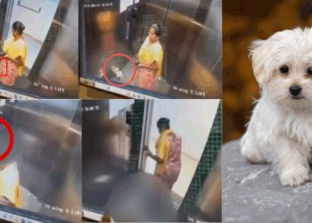 Housekeeper Arrested For Brutally Killing Pet Dog in Lift