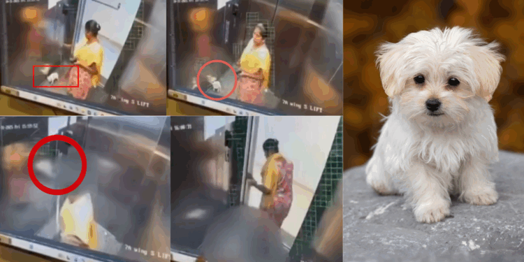 Housekeeper Arrested For Brutally Killing Pet Dog in Lift
