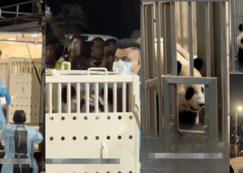 Two Giant Pandas Land in Malaysia—10-Year Conservation Loan