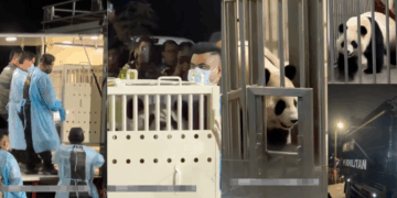 Two Giant Pandas Land in Malaysia—10-Year Conservation Loan