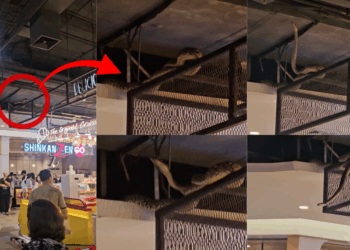 Python Falls From Mall Ceiling, Sparks Panic in Bangkok