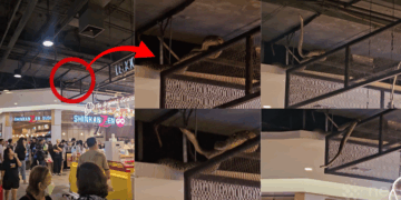 Python Falls From Mall Ceiling, Sparks Panic in Bangkok