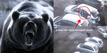 Man Escapes Certain Death as Giant Brown Bear Attacks Him by Car