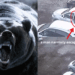 Man Escapes Certain Death as Giant Brown Bear Attacks Him by Car