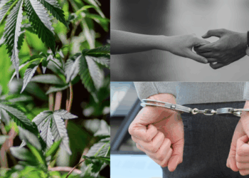 M’sian Couple Arrested for Growing Cannabis in Condo—Man Says He Learnt it Online