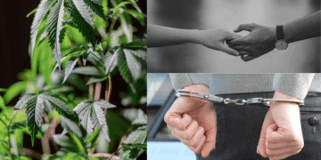 M’sian Couple Arrested for Growing Cannabis in Condo—Man Says He Learnt it Online