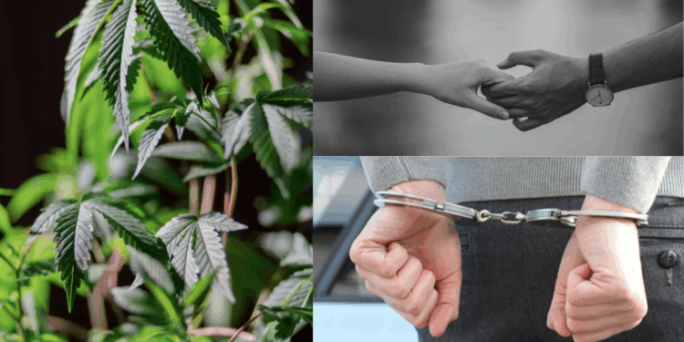 M’sian Couple Arrested for Growing Cannabis in Condo—Man Says He Learnt it Online