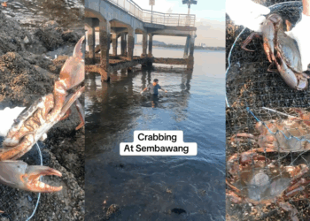 “Crabbing At Sembawang”: Viral Video Sparks Discussion Over Mud Crab Sightings in Singapore
