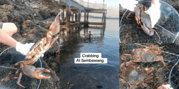 “Crabbing At Sembawang”: Viral Video Sparks Discussion Over Mud Crab Sightings in Singapore