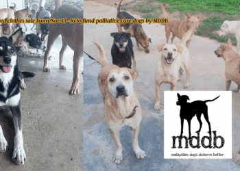Malaysian Dogs Deserve Better (MDDB) Sets Up Preloved Clothes Sale to Aid Dogs in Palliative Care
