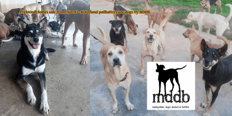 Malaysian Dogs Deserve Better (MDDB) Sets Up Preloved Clothes Sale to Aid Dogs in Palliative Care