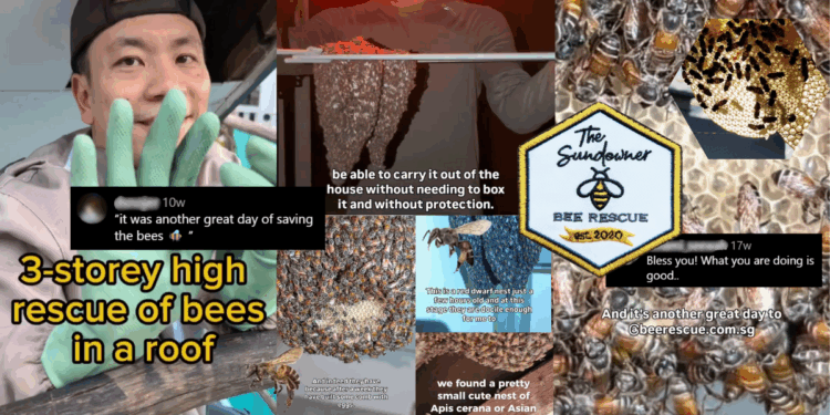 In Singapore, This Bee Rescue is Showing Homeowners There’s a Kinder Way to Handle Surprise Swarms