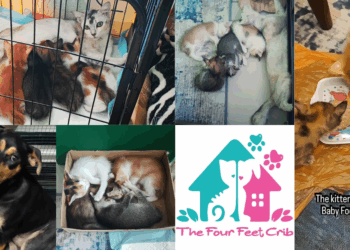 Singaporean-Run JB Animal Shelter Issues Urgent Appeal as Donations Run Critically Low