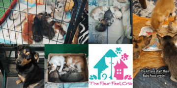 Singaporean-Run JB Animal Shelter Issues Urgent Appeal as Donations Run Critically Low