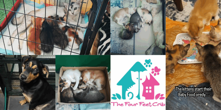 Singaporean-Run JB Animal Shelter Issues Urgent Appeal as Donations Run Critically Low