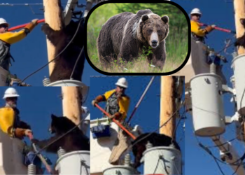 Bear and Lineman Face Off High Above Ground in Unexpected Rescue