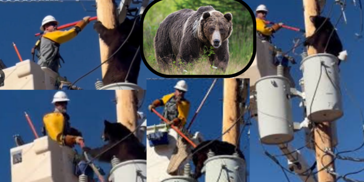 Bear and Lineman Face Off High Above Ground in Unexpected Rescue