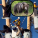 Bear and Lineman Face Off High Above Ground in Unexpected Rescue