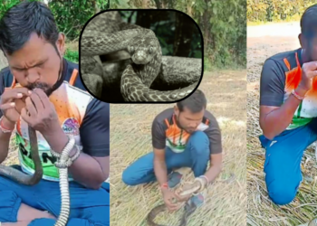 Man Brings Electrocuted Snake Back to Life Using Mouth-to-Mouth CPR